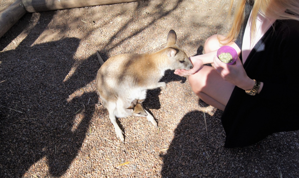 Featherdale Wildlife Park
