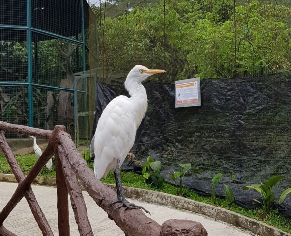 7KL BirdPark0024