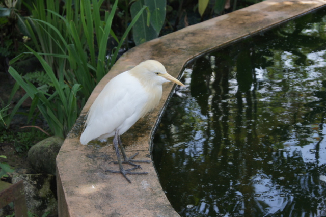 BirdPark0077