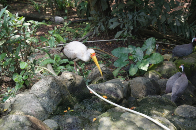 BirdPark0081