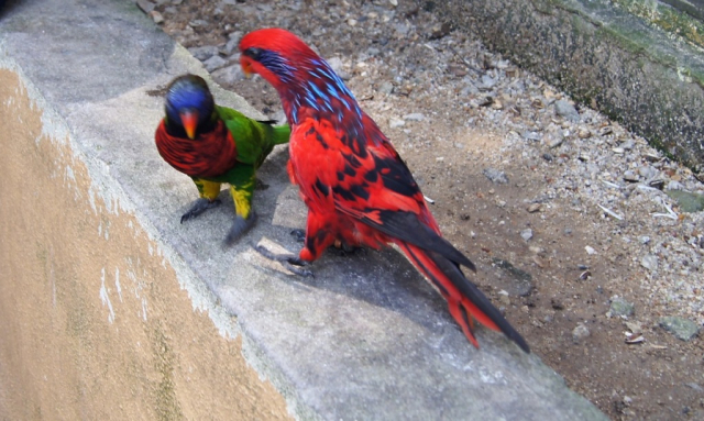 BirdPark0108
