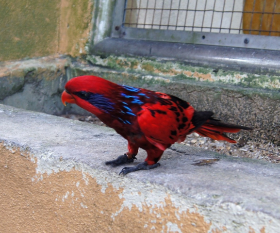 BirdPark0111