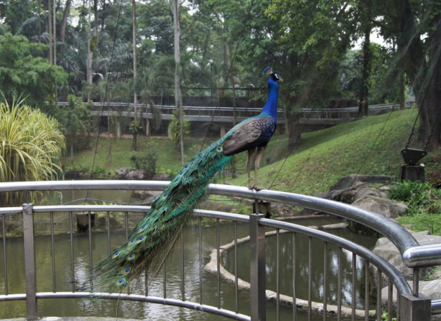 BirdPark0141