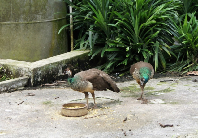 BirdPark0143