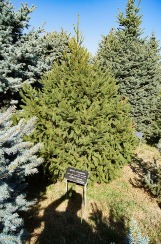 Cicernakaberd – drzewko Lecha Wałęsy