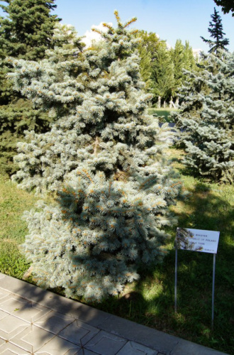 Cicernakaberd – drzewko Donalda Tuska