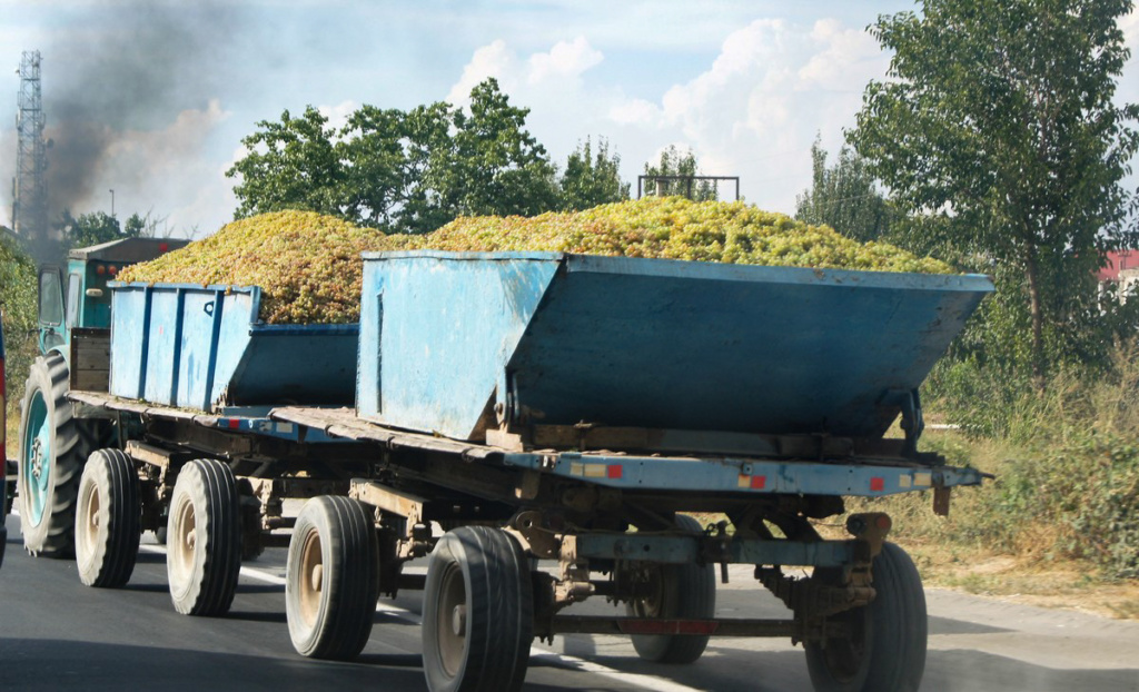 Czas zbioru winogron