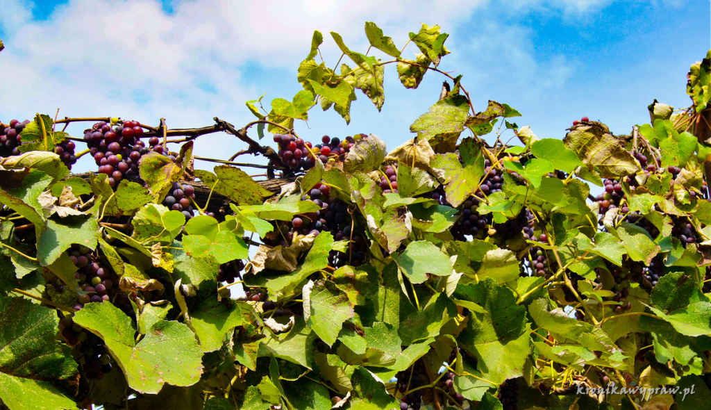 Gruzińskie winogrona