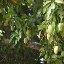 Dorodne mango Dorodne mango