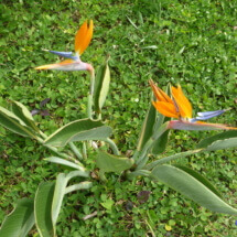 Ładne kwiatki Ładne kwiatki