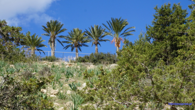 Piękne palmy Piękne palmy