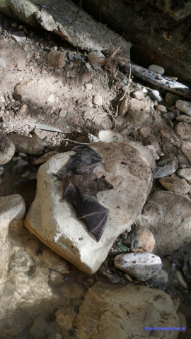 Nietoperz nie przeżył, a my? Nietoperz nie przeżył, a my?