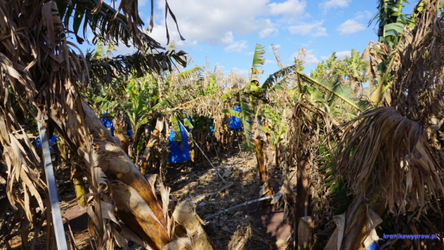 Uprawa bananów Uprawa bananów