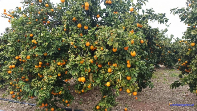 Pomarańcze Pomarańcze