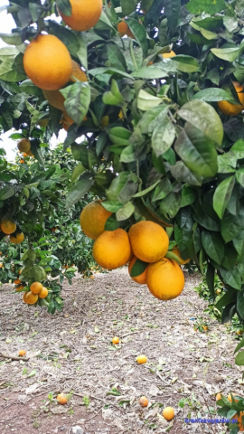 Pomarańcze Pomarańcze