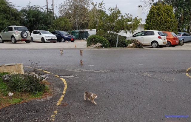 D6 Baths Aphrodite 0041