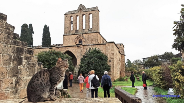 Opactwo Bellapais - i znowu kotek - pozuje czy pilnuje Opactwo Bellapais - i znowu kotek - pozuje czy pilnuje