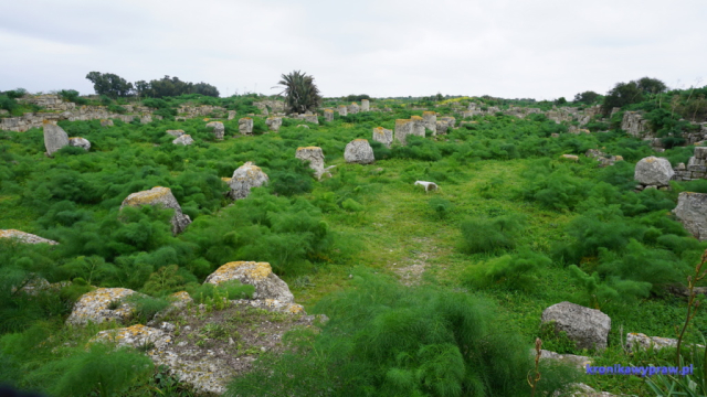 Ruiny Bazyliki Agios Epifanios - w IV wieku największa chrześcijańska świątynia na Cyprze. Ruiny Bazyliki Agios Epifanios - w IV wieku największa chrześcijańska świątynia na Cyprze.