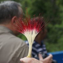 Kwiat kakao Kwiat kakao