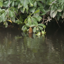 Owoc kakao Owoc kakao