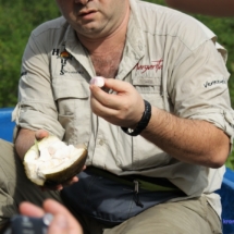 Owoc kakao Owoc kakao