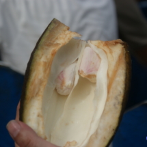 Owoc kakao Owoc kakao