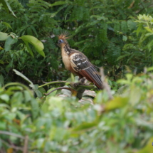 Wenezuelski kurakdżunglowy Wenezuelski kurak dżunglowy