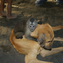 Żyją jak pies z małpą Żyją jak pies z małpą