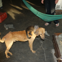 Żyją jak pies z małpą Żyją jak pies z małpą