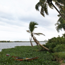 Orinocki widoczek Orinocki widoczek