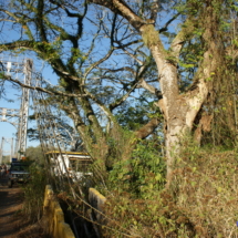 Most jak most ale trochę zarósł - El Dorado Most jak most ale trochę zarósł - El Dorado