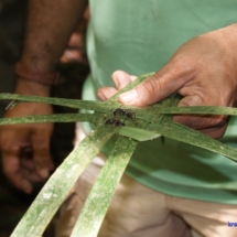 Amazoński mrówki - do ręki nie wziął Amazoński mrówki - do ręki nie wziął