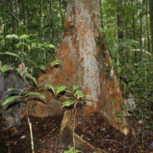 Tu widać trudy dżungli Tu widać trudy dżungli