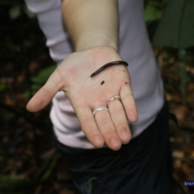 Amazoński robaczek Amazoński robaczek