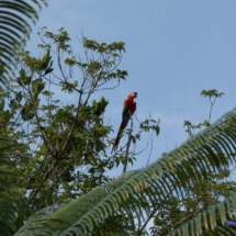 Amazońska papuga Amazońska papuga