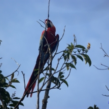 Amazońska papuga Amazońska papuga