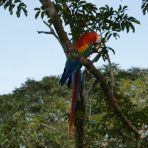 Amazońska papuga Amazońska papuga