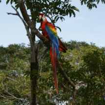 Amazońska papuga Amazońska papuga
