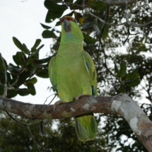 Amazońska papuga Amazońska papuga