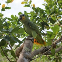 Amazońska papuga Amazońska papuga