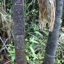 Na to drzewo by nie wszedł Na to drzewo by nie wszedł