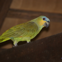 Amazońska papuga Amazońska papuga