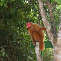 Małpa angielska Małpa angielska
