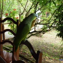 Amazońska papuga Amazońska papuga