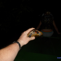 W nocy tylko żółw dał się złapać W nocy tylko żółw dał się złapać