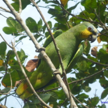 Amazońska papuga Amazońska papuga