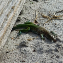 Amazońska jaszczurka Amazońska jaszczurka