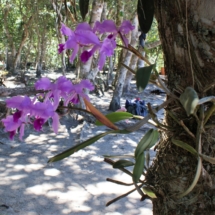 W programie wycieczki obiecywali storczyki - i oto są W programie wycieczki obiecywali storczyki - i oto są