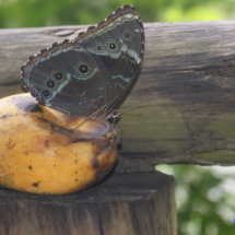 Motylek błękitny morpho Motylek błękitny morpho