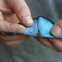 Motylek błękitny morpho Motylek błękitny morpho